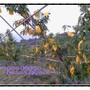 봉비농장 이미지