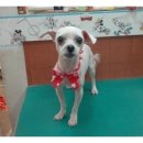 견우애견 이미지