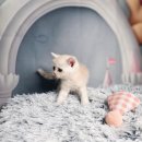 블루랙돌 이미지