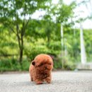 데스티니 퍼피 이미지