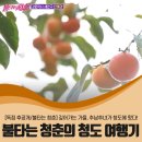 추남농장 | 청춘] 깊어가는 가을, 발길가는 대로! 추남추녀의 경북 청도여행 후기 - 운문사, 솔바람길, 운림고택