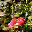 아차산약국 이미지