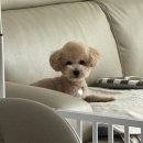 유니댕댕 | 진해용원/부산신항 믿고 맡기는 애견미용실 추천 유니댕댕