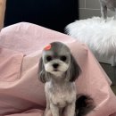 야옹아 멍멍해봐 미용실 이미지