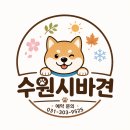 시바견 전문 가도켄넬 | 시바견끼리 노는 거 싸우는 거예요?/수원시바견/시바견전문켄넬/마메시바견분양/서울시바견