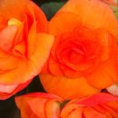 꽃베고니아 중품 밝은주황색 10000원 이미지