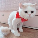 영블리 펫살롱 | 대구 고양이 미용 금액과 안전한 무마취 후기