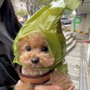 도토 이미지