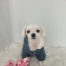 어스독 이미지