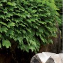 불로천약수터 이미지