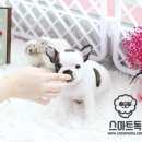 불독