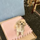 한사랑펫 | 부천 강아지 증명사진 스튜디오 사진관,열두달에서 생일 기념 촬영한 후기
