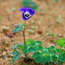 배꽃근린공원 이미지