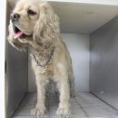 파란종합 동물병원 이미지