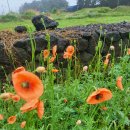 하모리-22 이미지