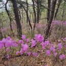 [4월16일] 경주 남산 금오봉,고위봉산행 이미지