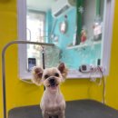 빅맨애견미용 이미지