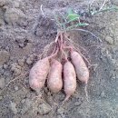 종신농장 이미지