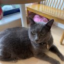 히히냥냥 | 강남역 놀거리 고양이카페 히히냥냥 방문후기