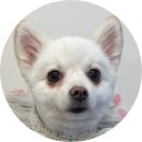 견공간샵 이미지