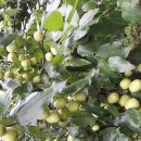 절골농장 이미지