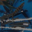 민락회타운시장 이미지