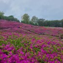 산본철쭉축제~~ 이미지