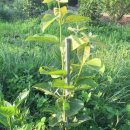 용호농장 2 이미지