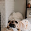 동탄호수동물병원 이미지