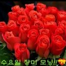 꽃 Daum카페