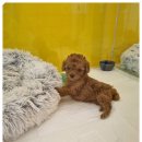 플랜멍 강아지분양 포항점 이미지