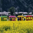 상맹방1리마을회관 | 강원도 삼척 가볼만한곳 2026 맹방 유채꽃 마을 축제 삼척 벚꽃 봄여행 코스 추천