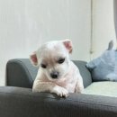 케이드림샵 이미지
