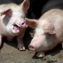 중수농장 이미지