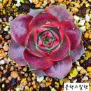 백만송이장미. 골드아리아. 블랙스칼렛 이미지