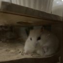 그루밍 호찌 이미지