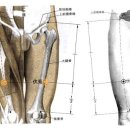 복토혈 ST32 복토(伏兎, 2개 혈) 이미지