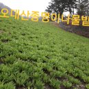 종명농장 네이버블로그