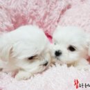 참 조은 훈이네 강아지 이미지