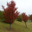 가을 단풍의 왕자! 복자기&산딸나무 이미지