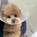 쿨펫동물병원 킨텍스점 이미지