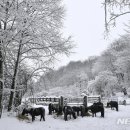 말무리목장 이미지