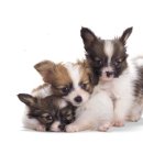 예쁜강아지 이미지