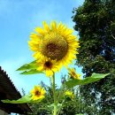 살아생전 이미지