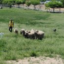 태신목장 이미지