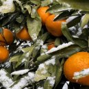 청파2농장 이미지