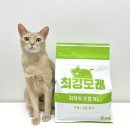 고양이모래 유목민 탈출 | “최강모래 B2 고운입자” 솔직후기