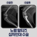 24시 라움동물의료센터 이미지