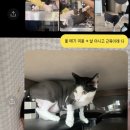 알았당개 이미지