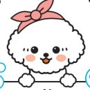 예쁜 애견 미용 이미지